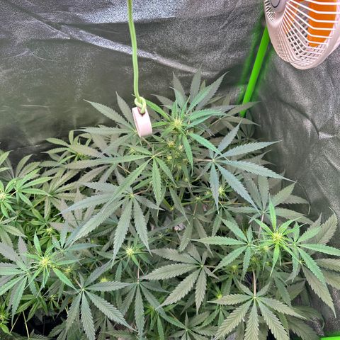 Watermelon Zkittlez Auto growlog timeline photo