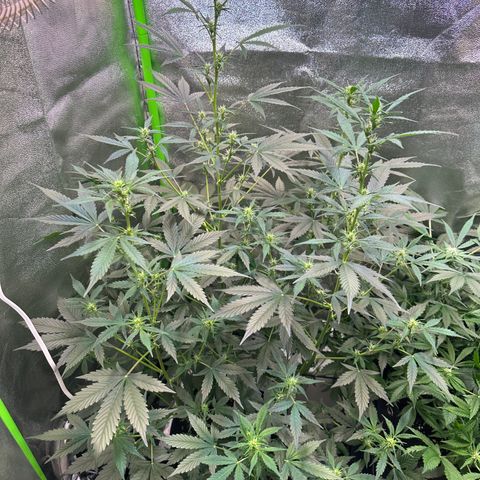 Lemon Haze Auto growlog timeline photo