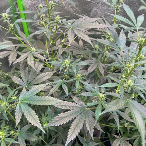 Lemon Haze Auto growlog timeline photo