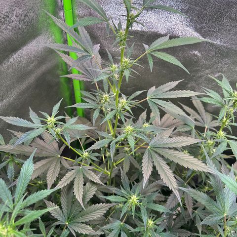 Lemon Haze Auto growlog timeline photo