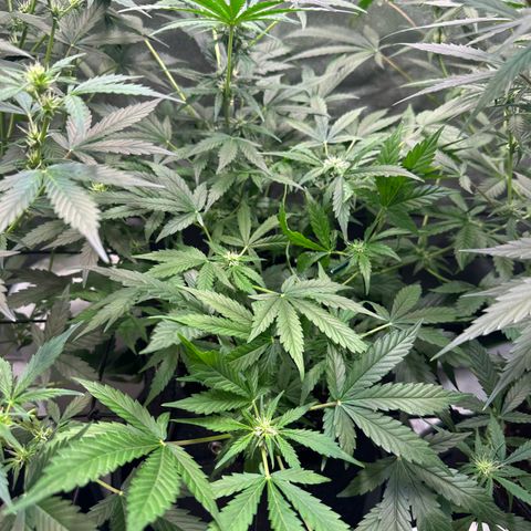 Auto Orange Bud growlog timeline photo