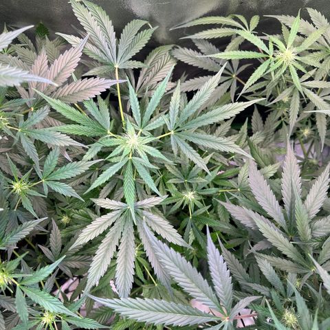 Auto Orange Bud growlog timeline photo