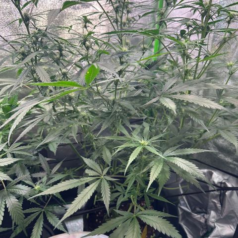 Watermelon Zkittlez Auto growlog timeline photo