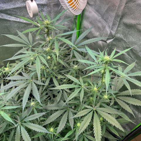 Watermelon Zkittlez Auto growlog timeline photo