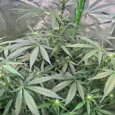 Watermelon Zkittlez Auto growlog timeline photo