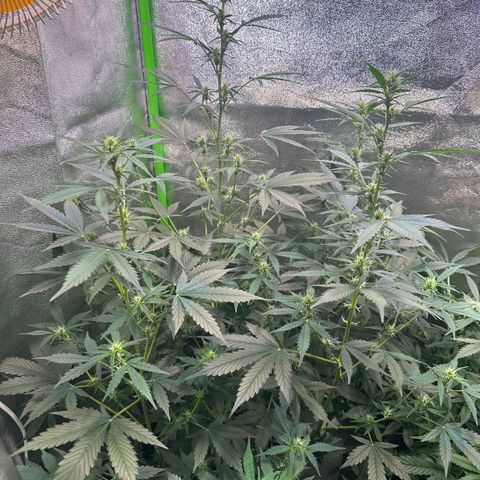 Lemon Haze Auto growlog timeline photo