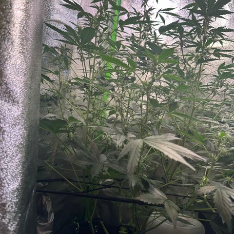 Lemon Haze Auto growlog timeline photo
