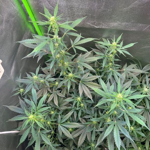 Lemon Haze Auto growlog timeline photo