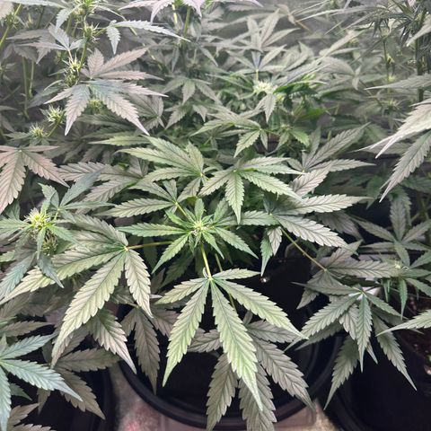 Auto Orange Bud growlog timeline photo