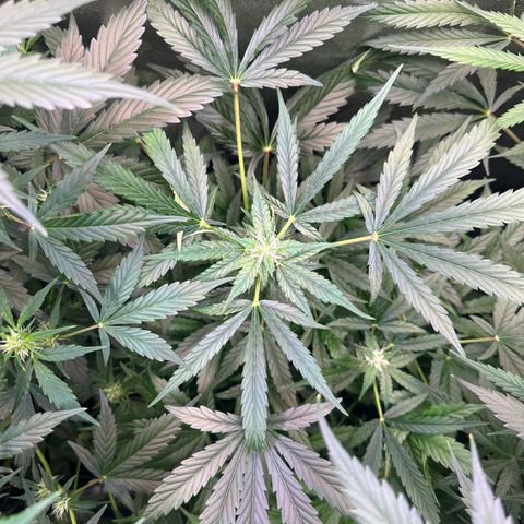 Auto Orange Bud growlog timeline photo