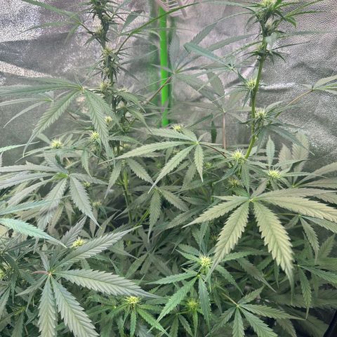 Watermelon Zkittlez Auto growlog timeline photo