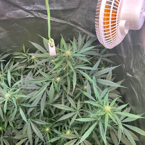 Watermelon Zkittlez Auto growlog timeline photo