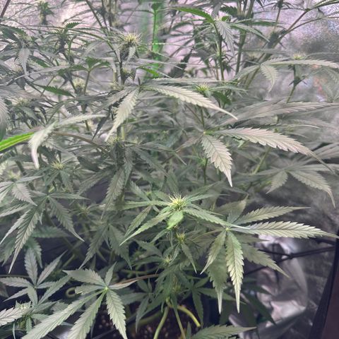 Watermelon Zkittlez Auto growlog timeline photo