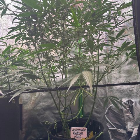 Watermelon Zkittlez Auto growlog timeline photo