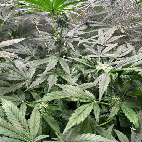 Auto Orange Bud growlog timeline photo