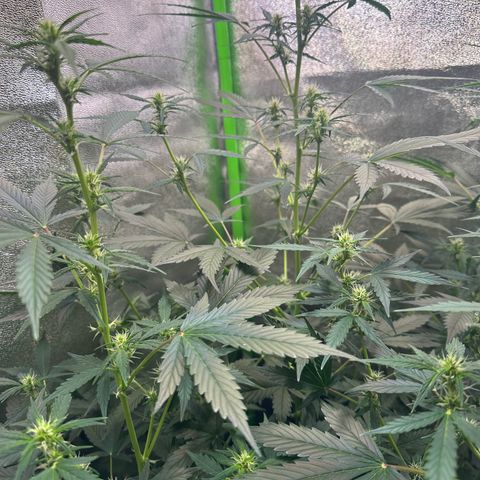 Lemon Haze Auto growlog timeline photo