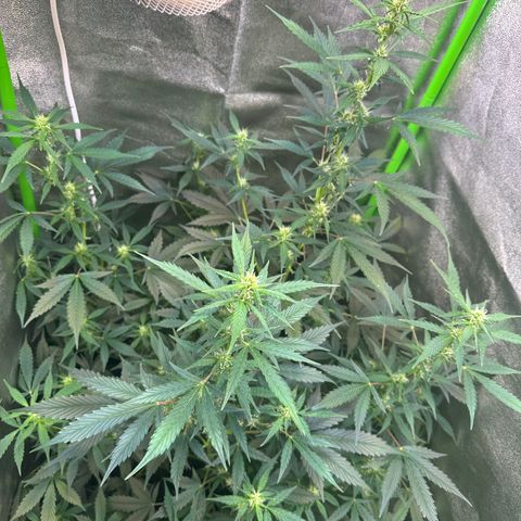 Lemon Haze Auto growlog timeline photo