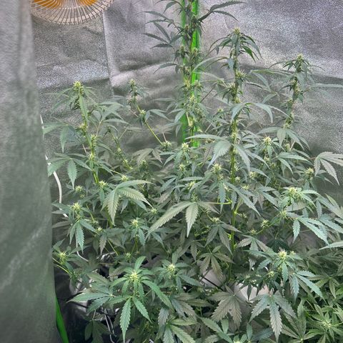 Lemon Haze Auto growlog timeline photo