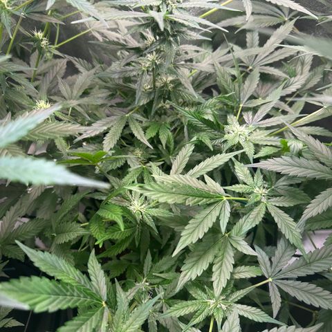 Auto Orange Bud growlog timeline photo