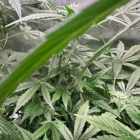 Auto Orange Bud growlog timeline photo