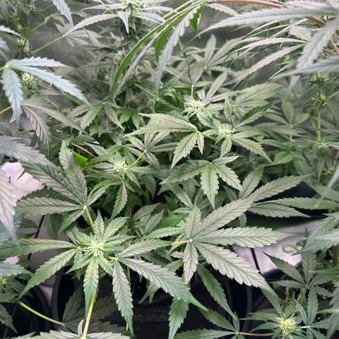 Auto Orange Bud growlog timeline photo