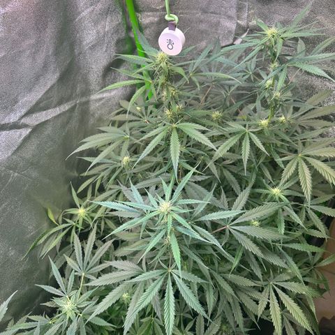 Watermelon Zkittlez Auto growlog timeline photo