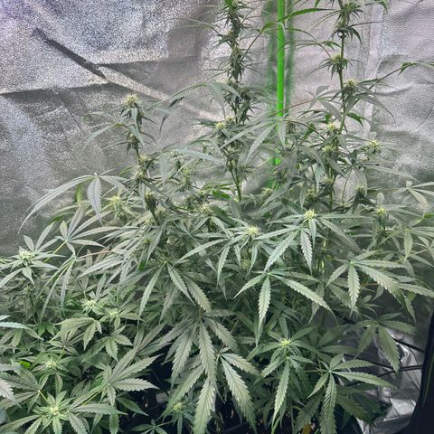 Watermelon Zkittlez Auto growlog timeline photo