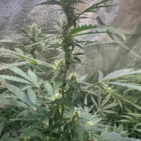 Lemon Haze Auto growlog timeline photo