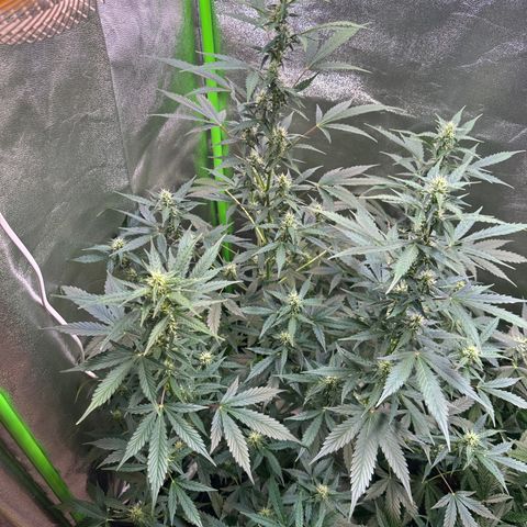 Lemon Haze Auto growlog timeline photo
