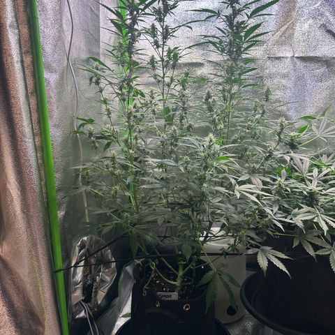 Lemon Haze Auto growlog timeline photo