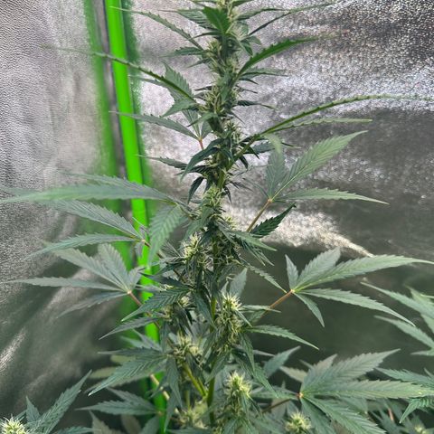 Lemon Haze Auto growlog timeline photo