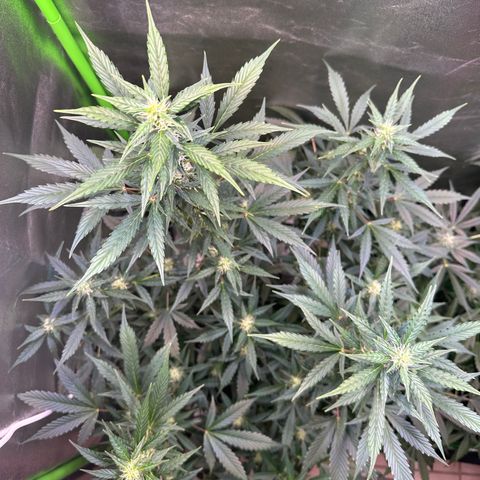 Lemon Haze Auto growlog timeline photo