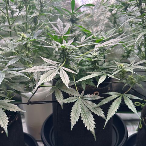 Auto Orange Bud growlog timeline photo