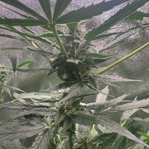 Auto Orange Bud growlog timeline photo