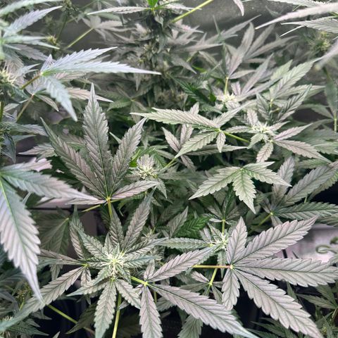 Auto Orange Bud growlog timeline photo