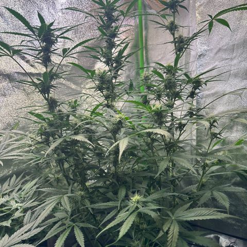 Watermelon Zkittlez Auto growlog timeline photo