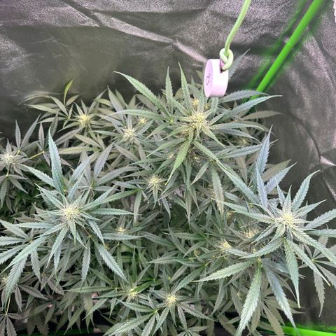 Watermelon Zkittlez Auto growlog timeline photo