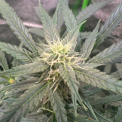 Watermelon Zkittlez Auto growlog timeline photo