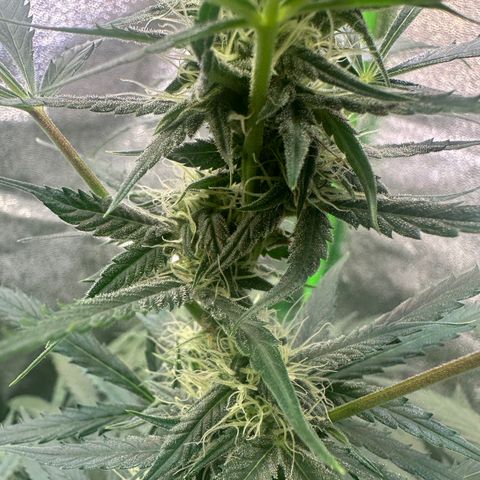 Watermelon Zkittlez Auto growlog timeline photo