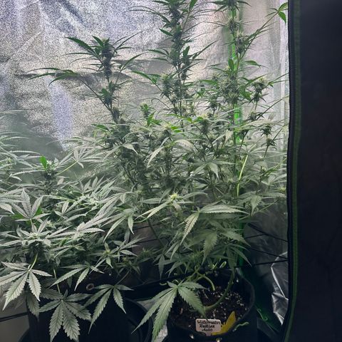 Watermelon Zkittlez Auto growlog timeline photo
