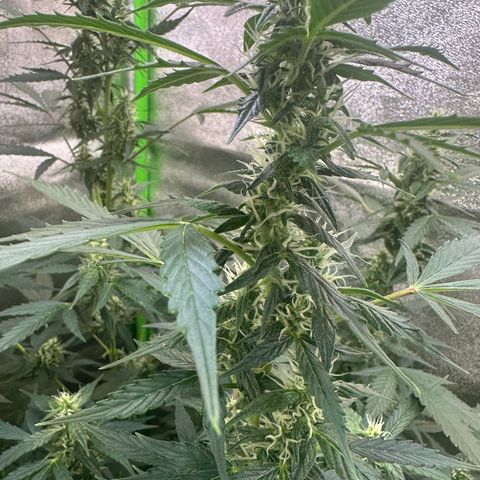 Lemon Haze Auto growlog timeline photo