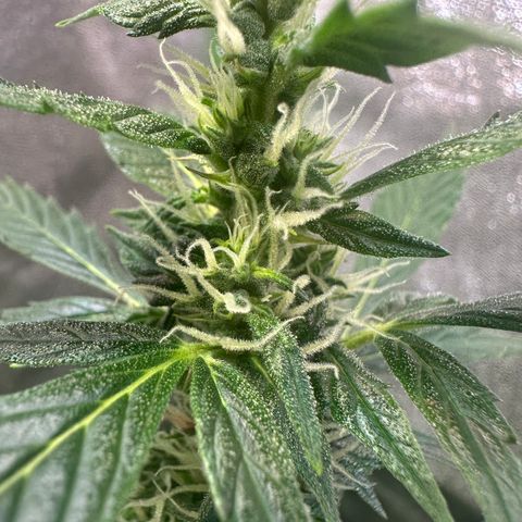 Lemon Haze Auto growlog timeline photo