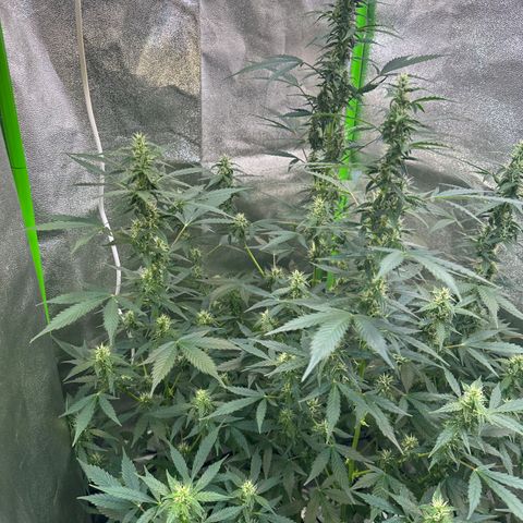 Lemon Haze Auto growlog timeline photo
