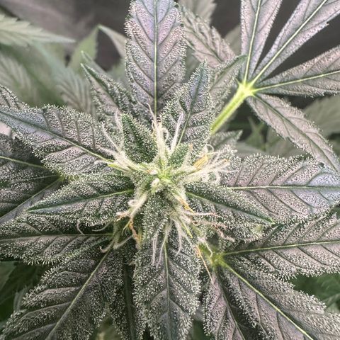 Auto Orange Bud growlog timeline photo