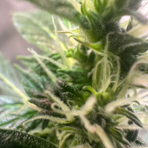 Lemon Haze Auto growlog timeline photo