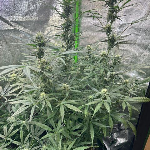Watermelon Zkittlez Auto growlog timeline photo