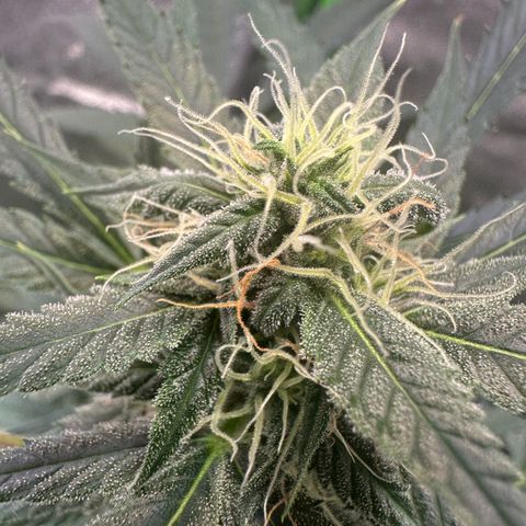 Watermelon Zkittlez Auto growlog timeline photo