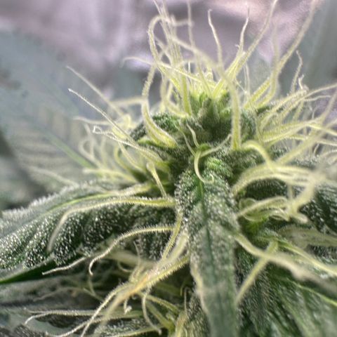 Watermelon Zkittlez Auto growlog timeline photo