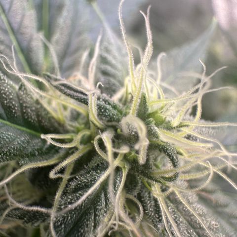 Watermelon Zkittlez Auto growlog timeline photo