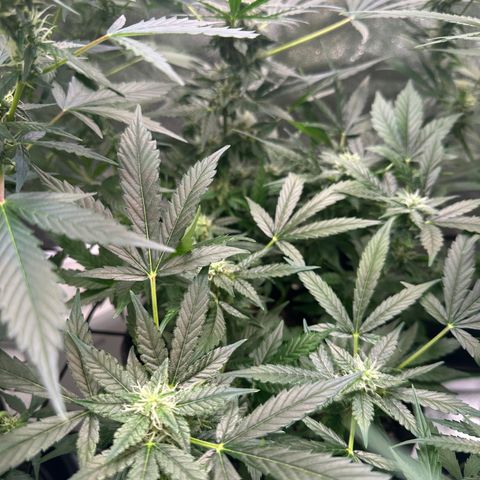 Auto Orange Bud growlog timeline photo